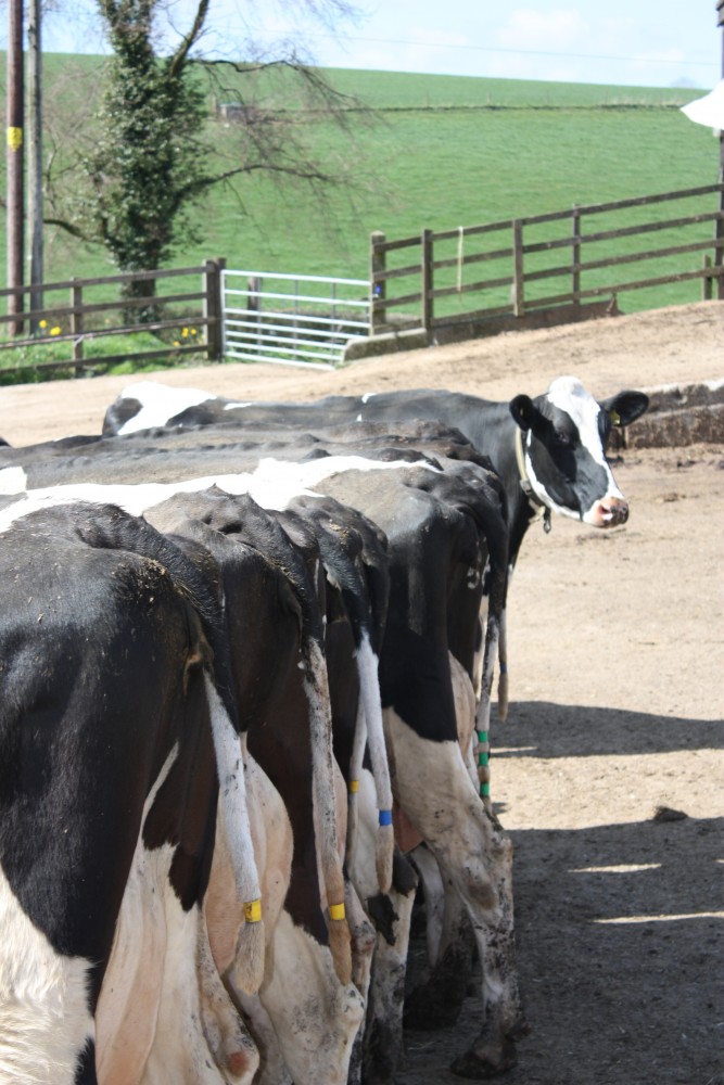 Farm Health Online – Animal Health and Welfare Knowledge Hub – Cattle  Welfare Assessment