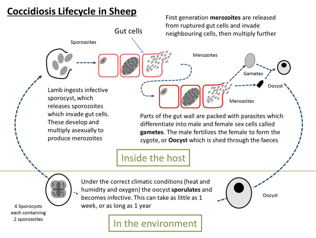 Eimeria Lifecycle in sheep