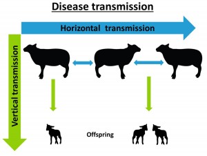 Disease transmission