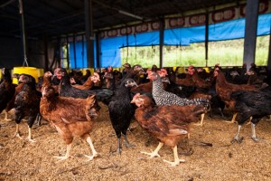 Indoor hens