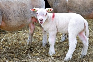 Indoor lambing