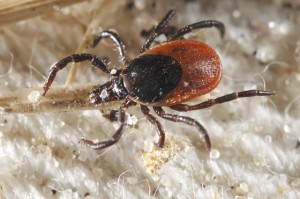 The vector for transmitting Louping-ill virus is the common sheep tick, Ixodes ricinus, also known as the castor bean tick. Their lifecycle takes 3 threes, as the ticks only feed for a few days days each year, as larva in the first year, a nymph in the second and an adult in the third (Taylor et al 2007).