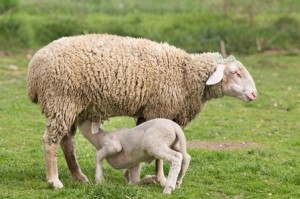 Lamb suckling