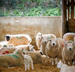 Lambs and ewes in shed