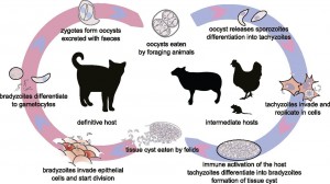 Toxoplasmosis edited Life Cycle from elifesciences.org