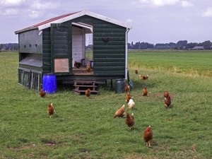 freeange layers and hen house