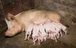 indoor farrowing