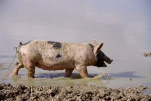 pig in water