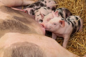 piglets feeding