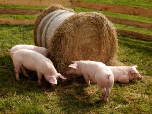 pigs and straw bale