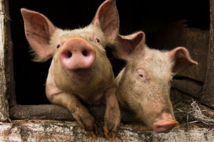 pigs looking over the gate