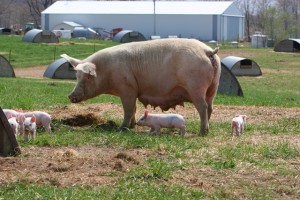 sow and piglets outdoors