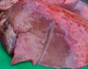 Ovine Pulmonary Adenocarcinoma causes a virus-induced tumour, which is clearly distinguishable from the rest of the lung tissues (the grey / purple zone). This image is from www.bushhousevetgroup.co.uk