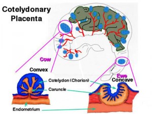 Ewes and Cows have a Cotelydonary Placenta. This image is from www.anisci.wisc.edu/jjp1/ansci_repro/lab/lab12_03/placent1.html
