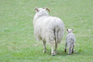 ewe and lamb