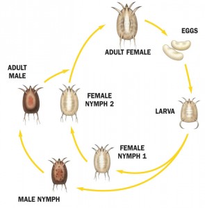 scab_life_cycle