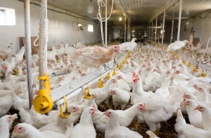 Ascites is a disease associated with intensive broiler production. Management plays a key role in its development, with feed, lighting, air quality and ventilation all having been implicated. 