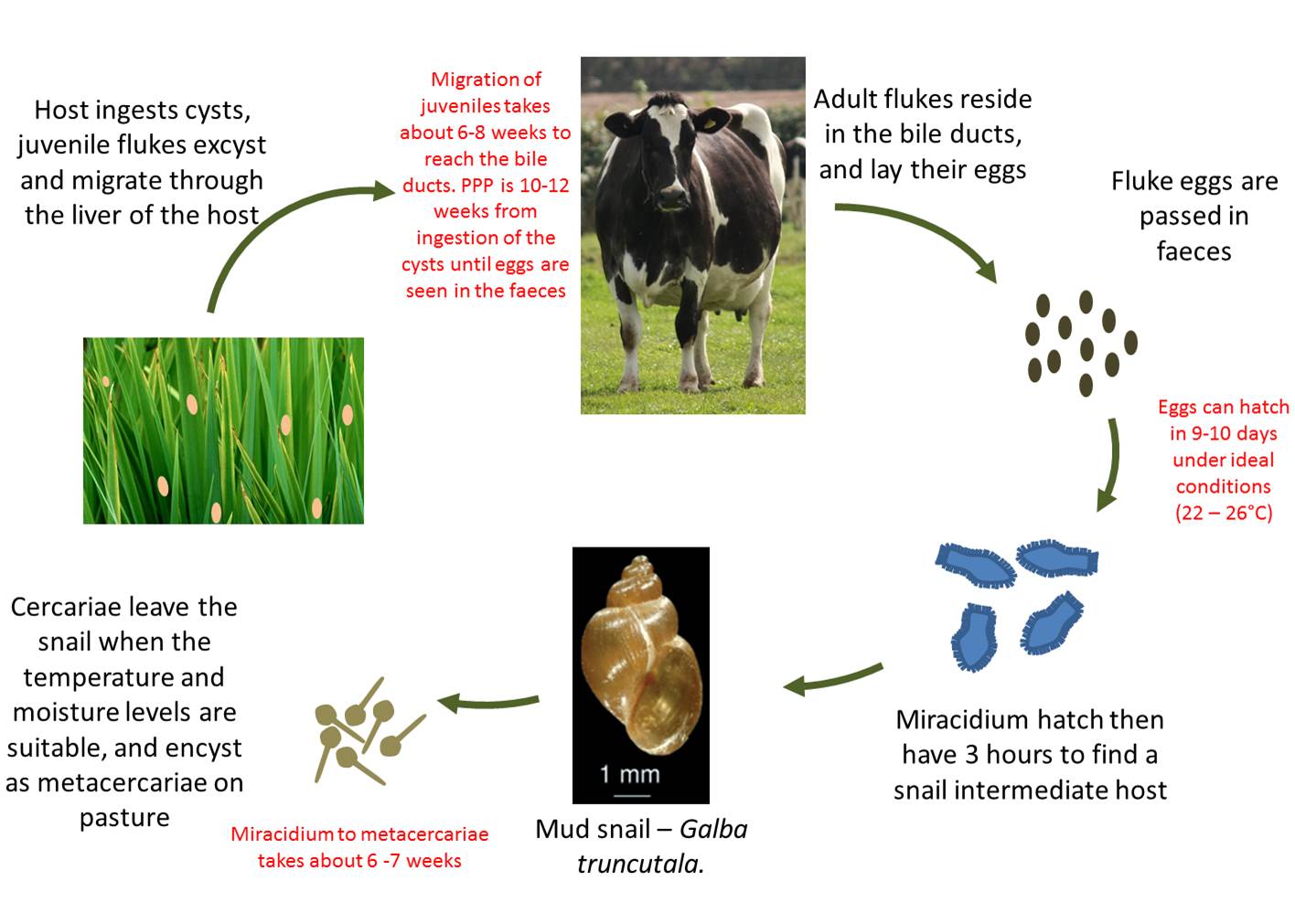 What is the life cycle of a dairy cow