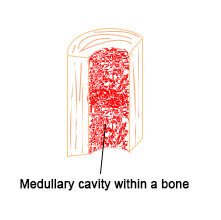 Medullary-cavity-in-bone