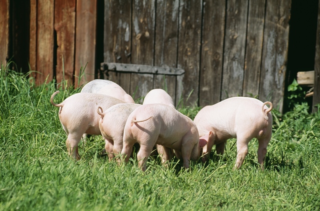 Farm Health Online – Animal Health and Welfare Knowledge Hub – Piglet  Rearing