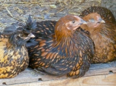 Poultry Breed