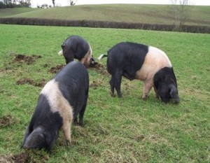 Saddleback (www.forthillfarm.co.uk)