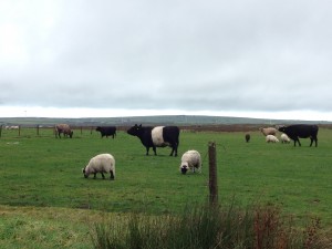 Mixed Grazing on Bodmin Moor