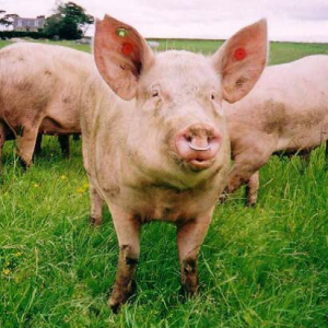 A nose ring is normally inserted into the septum (the cartilage between the nasal cavities), as shown here, or the flat disc of cartilage at the end of the pig’s snout 