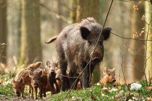In the wild pig under natural conditions, aggression and fighting is not common and normally occurs between competing males or when food is concentrated in few places during certain times of the year (http://circleranchtx.com/)