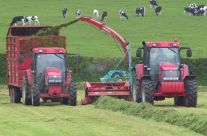 silaging