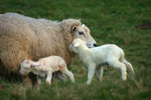 Outdoor lambing