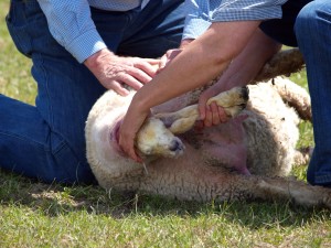 Assistance at lambing should only be given if 