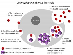 Enzootic abortion in sheep - C. abortus life cycle.