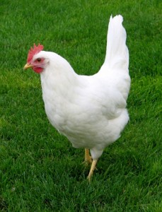 White Leghorn hen (from www.healthygreenerworld.com)