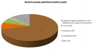 Bacterial Subclinical mastitis in goats