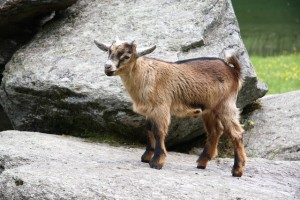 Young male goat