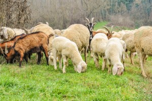 goats and sheep mix grazing
