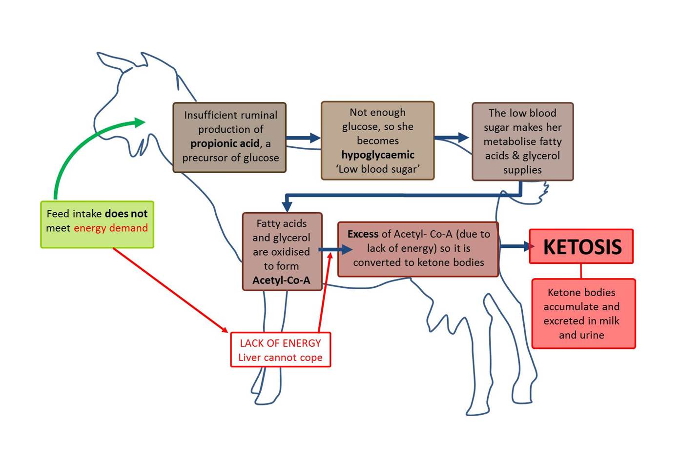 Goat Parasite Chart
