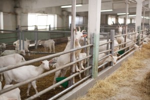 Dairy goats grouped in stalls