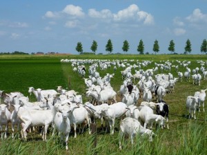 Goatsgrazing