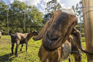 Maintain a closed goat herd 