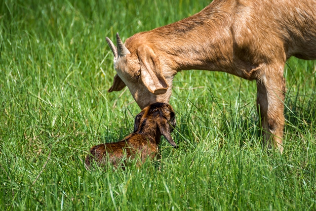 Farm Health Online – Animal Health and Welfare Knowledge Hub – Goat  Reproduction