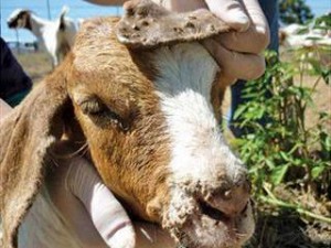 Orf goats farmers weekly South Africa