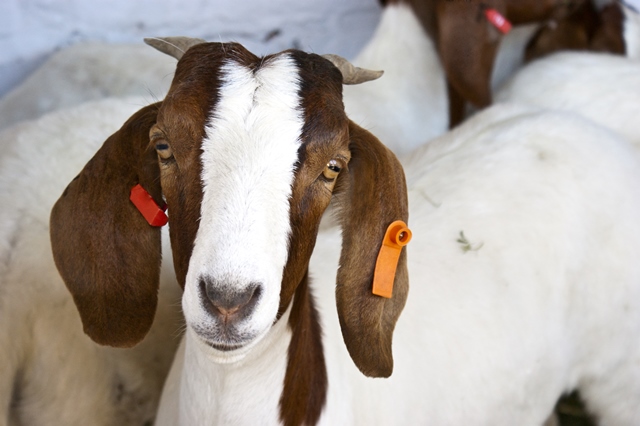 https://www.farmhealthonline.com/wp-content/uploads/2017/05/goat-with-ear-tags.jpg