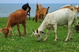 Goats grazing short pasture are at risk of parasitic gastroenteritis.